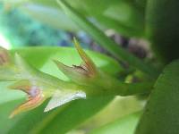 Acianthera tricarinata image