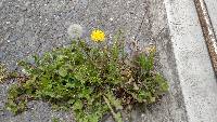 Taraxacum officinale image