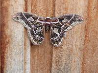 Rothschildia jorulloides image