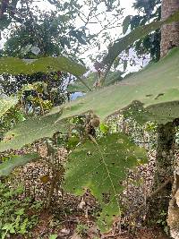 Solanum quitoense image