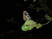 Elzunia pavonii image