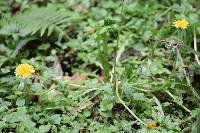 Taraxacum officinale image
