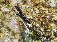 Potamites strangulatus image