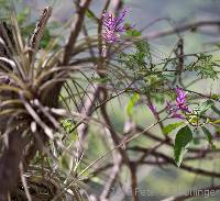 Tillandsia straminea image