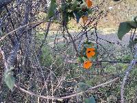 Thunbergia alata image