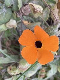 Thunbergia alata image