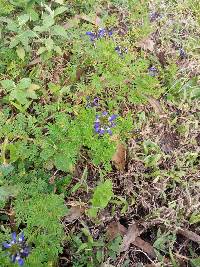 Dalea coerulea image