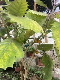 Solanum quitoense image