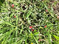 Mesembryanthemum cordifolium image
