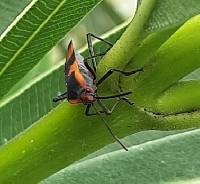 Oncopeltus (Erythrischius) image