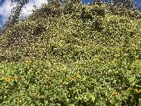 Thunbergia alata image