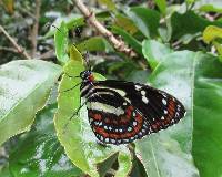 Elzunia pavonii image