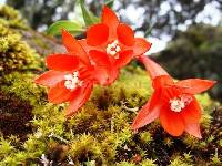 Fuchsia rivularis image