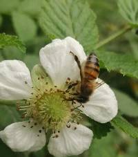 Rubus rosifolius image