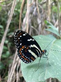 Elzunia pavonii image