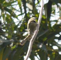 Thraupis palmarum image