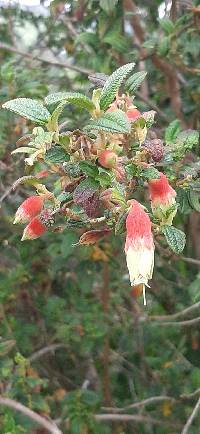 Brachyotum ledifolium image