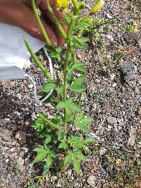 Arivela viscosa image
