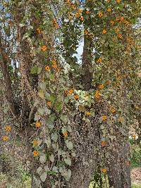 Thunbergia alata image