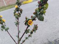 Sida rhombifolia image