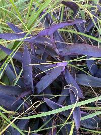 Tradescantia pallida image