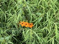 Thunbergia alata image