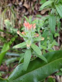 Castilleja arvensis image