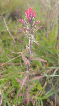 Castilleja arvensis image