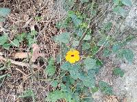 Thunbergia alata image