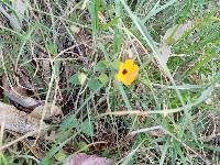 Thunbergia alata image