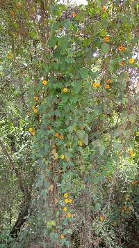 Thunbergia alata image
