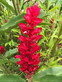 Alpinia purpurata image