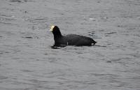 Fulica ardesiaca image