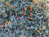 Thunbergia alata image