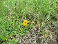 Thunbergia alata image