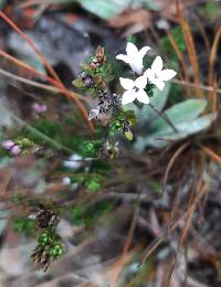 Arcytophyllum thymifolium image