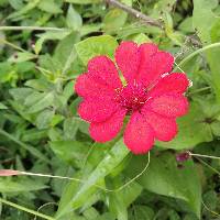 Zinnia elegans image