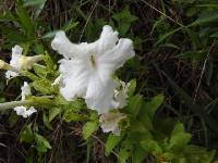 Escobedia grandiflora image