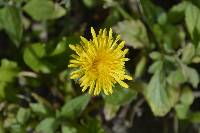 Taraxacum officinale image