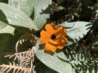 Thunbergia alata image