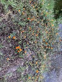 Thunbergia alata image