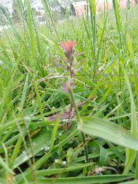 Castilleja arvensis image