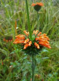 Leonotis nepetifolia image