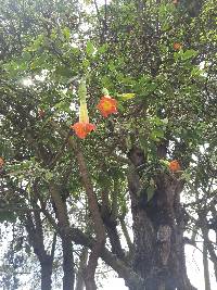Brugmansia sanguinea image