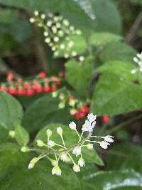 Rivina humilis image