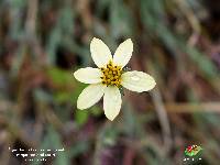 Bidens reptans image