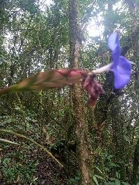 Wallisia lindeniana image