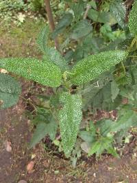 Aristeguietia glutinosa image