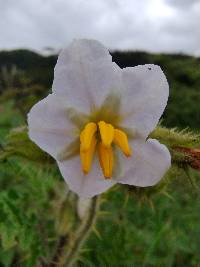 Solanum sisymbriifolium image