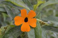 Thunbergia alata image